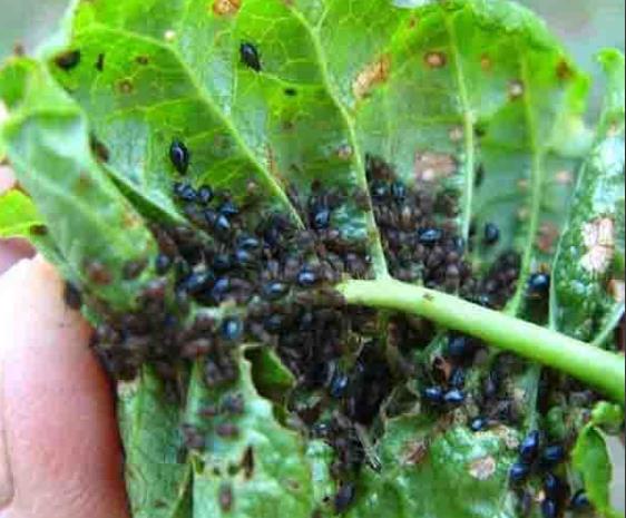 Kako da se na prirodan način rešite buba koje uništavaju vaše cveće? | Stil