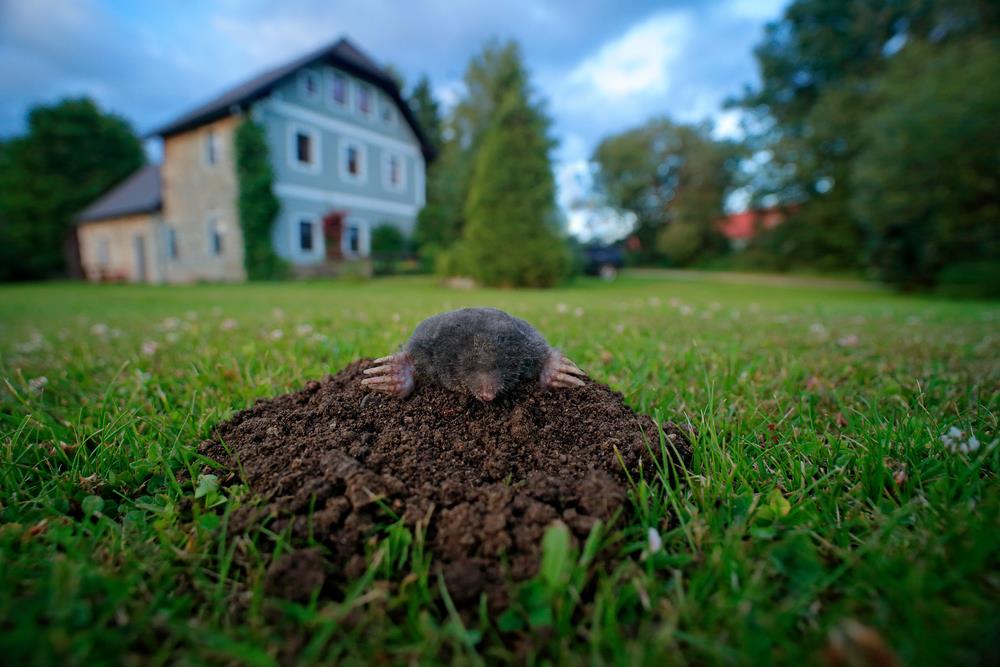 Kako imati savršen travnjak bez korova i krtica? | Stil