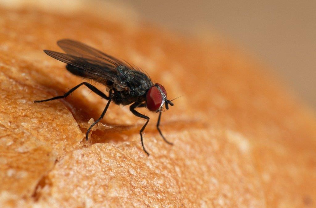 6 kućnih biljaka koje štite od muva i insekata | Stil