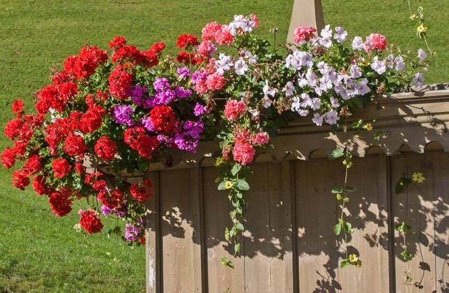 Samo kap ove tečnosti dovoljna je da muškatle bujno cvetaju: Biće velike, guste i razgranate do mraza