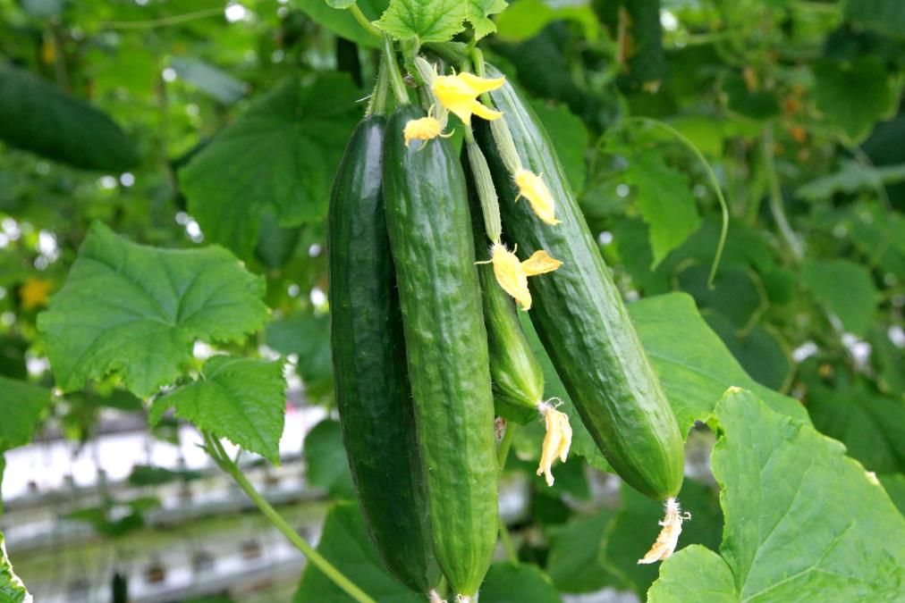 Domaće đubrivo koje će udvostručiti prinos krastavaca: Pomešajte 2 sastojka i zalijte baštu 1 mesečno