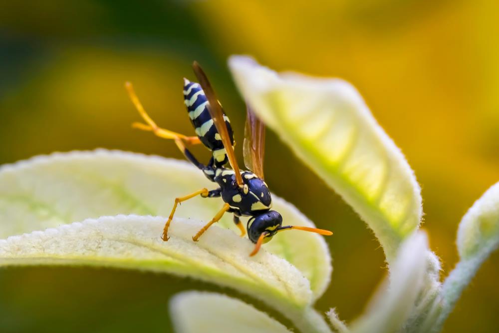 S proleća nam uz lepo vreme dolaze i razni insekti: Evo šta znači ako pronađete osinjak u blizini vašeg doma i kako ga se rešiti