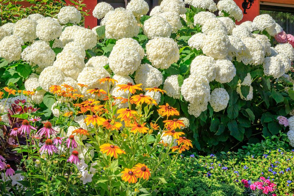 Iskusna baštovanka otkriva koje biljke nikako ne smeju da se orezuju krajem zime i početkom proleća: Zbog ovih grešaka ostajemo bez bujnih cvetova