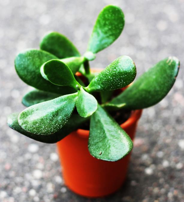 Najbolja domaća prihrana za drvo novca: Posle 1 zalivanja biljka će bujati i rasti velikom brzinom