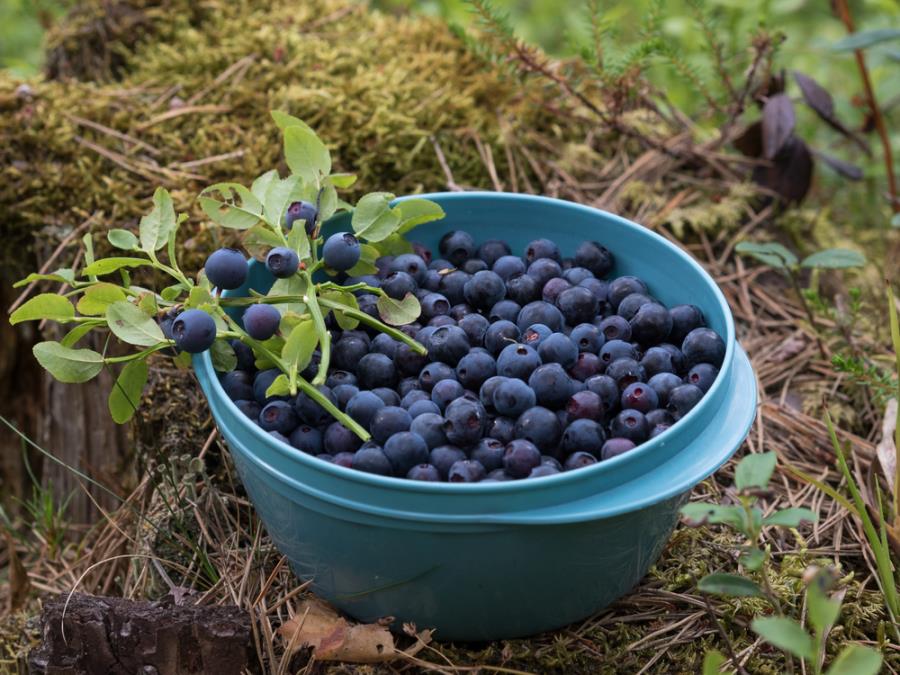Posadite borovnice na terasi na ovaj način: Od maja do avgusta berite sočne, domaće proizvode koji su čisto zdravlje
