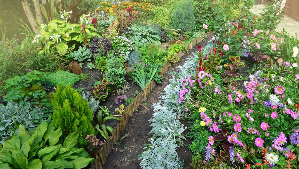 Pokvareno mleko nikako ne prosipajte, baštovani ističu da postaje moćno đubrivo za cveće samo ako se ovako koristi: Mnogo bujnije cveta