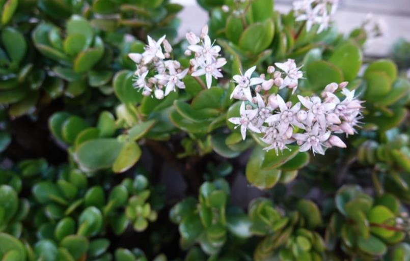 Do kraja marta uradite ove 3 stvari drvetu novca: Bujaće do kraja godine