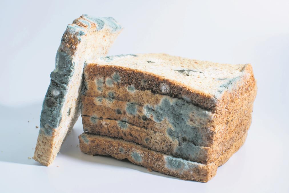 Hrana koju treba baciti čim se na njoj pojavi buđ: Oprez - ove namirnice nisu jestive