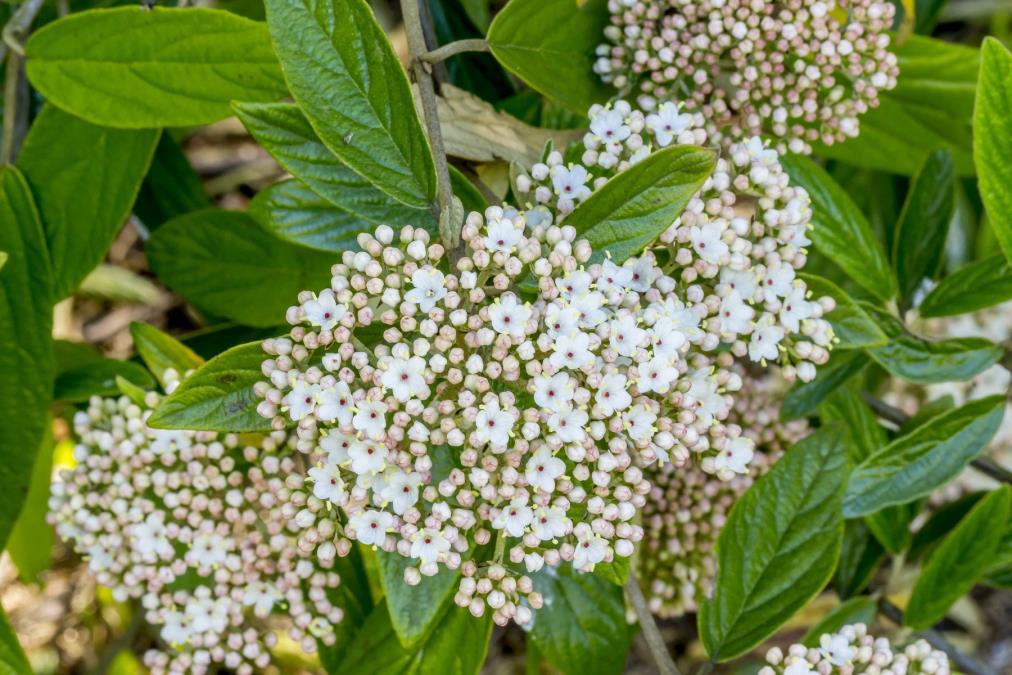 Divlja kalina je najlepši dekorativni cvet za živu ogradu: Sadi se već u aprilu, a ako se pravilno održava cvetaće do novembra