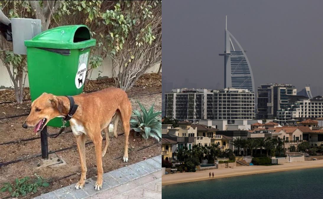 Ubijaju zdrave ljubimce da bi brže pobegli, ostavljaju ih na ulici kao da su đubre: Jezive ispovesti ljudi iz Emirata o tome šta se radi sa životinjama