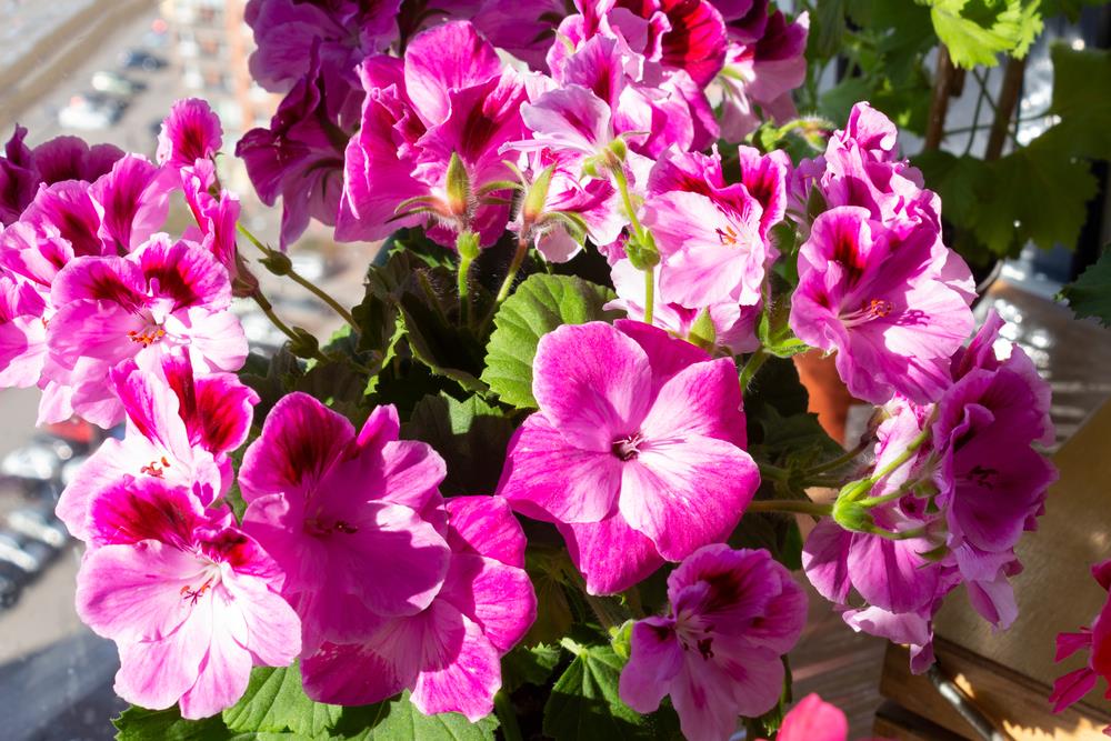 6 najraskošnijeg cveća za terasu: Lako se održava, a boje su nestvarne