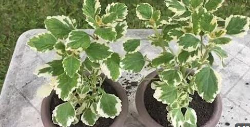 Najotpornija biljka, tera komarce, a celo dvorište na nju miriše: Najkorisnija bilja koju svaka terasa treba da ima