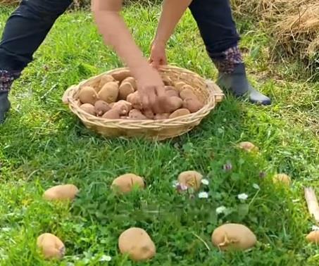 Najjednostavnija sadnja krompira na livad bez okopavanja, đubrenja i plevljenja: Raste kao iz vode, rađa na tone