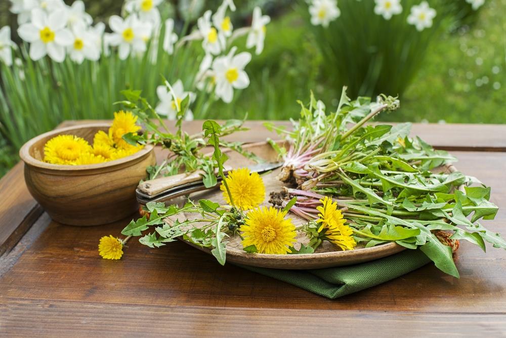 Najlekovitija biljka na svetu u svakom dvorištu raste kao korov: 8 bolesti koje može da spreči maslačak - od snižavanja šećera i holesterola, pa do mršavljenja