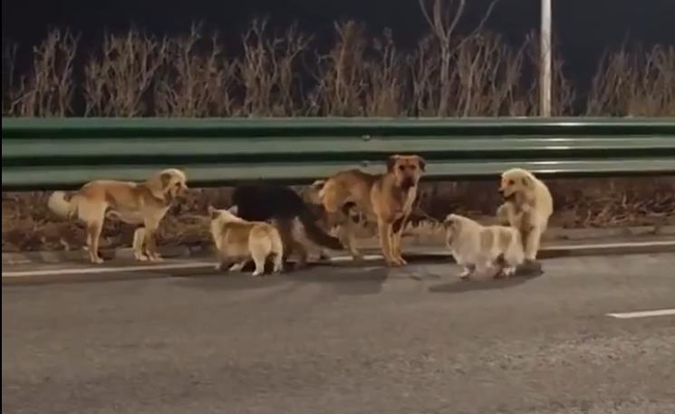 Filmska scena o kojoj trenutno priča svet: Kidnapovali pse iz dvorišta vlasnika kako bi ih prodavali, a onda usledio obrt