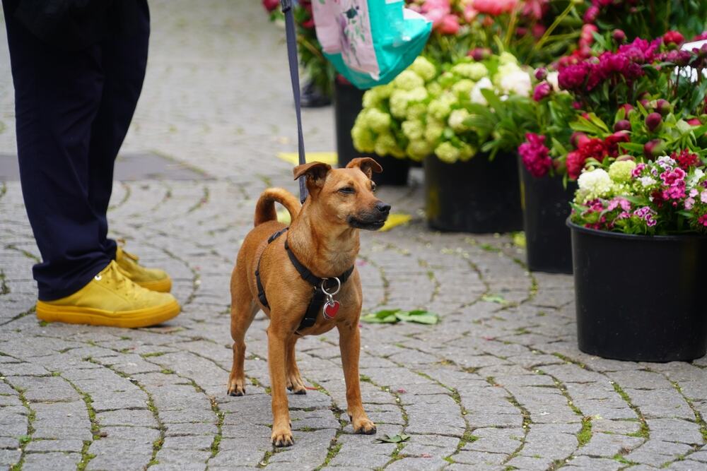Zašto pas njuši vaše međunožje? Ovo je trenutak najmoćnijeg njuha i ne možete da ga prevarite