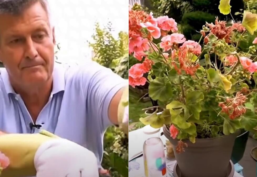 Dejan nam je pokazao kako da razmnožimo muškatle tokom septembra: Samo ovako će dočekati proleće pune cveta