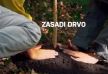 zasadi-drvo.jpg