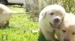 stenci-labradora.jpg