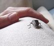 ne-brinite-nece-vas-ugristi-stockphotosmallmottledshieldbugonavoyageofdiscoveryhumanhandliesnexttocrawlingbeetlestink1920489050.jpg