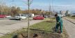 20250116-15-10-55novi-sad-bogatiji-za-31-lipu--sadnja-u-okviru-projekta-zasadi-drvo-doprinosi-u.jpg