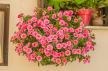 shutterstock_196942895.jpg