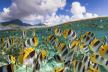 ostrvo-marlona-branda-thinkstock.jpg