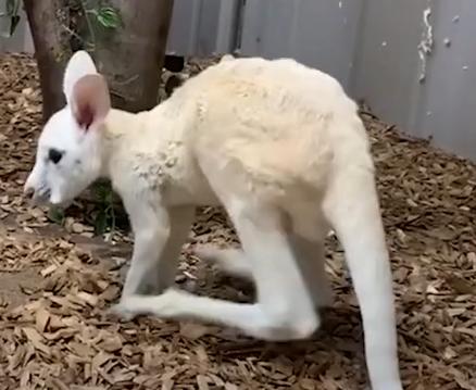 kosmo.jpg