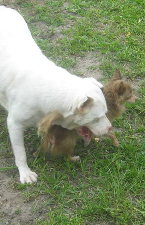 pitbul-i-civava.jpg