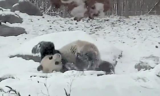 panda-u-snegu.jpg