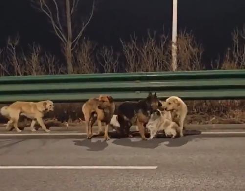 Psi koji su pobegli od kidnapera