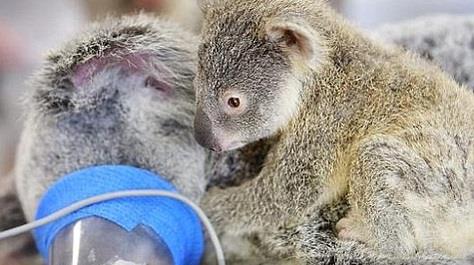 koala.jpg
