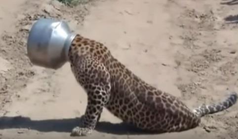 leopard.jpg