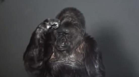 gorila-koko.jpg