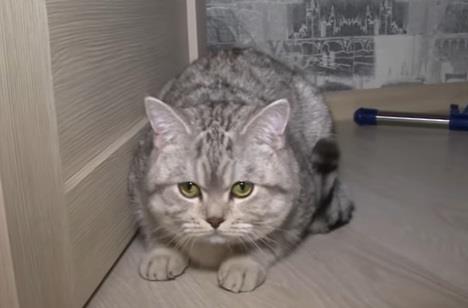 macak-carlis.jpg