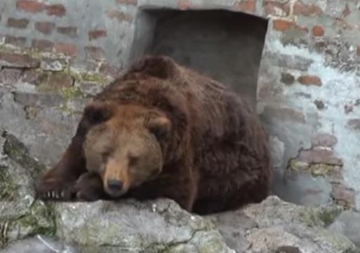 mecka-gordana.jpg