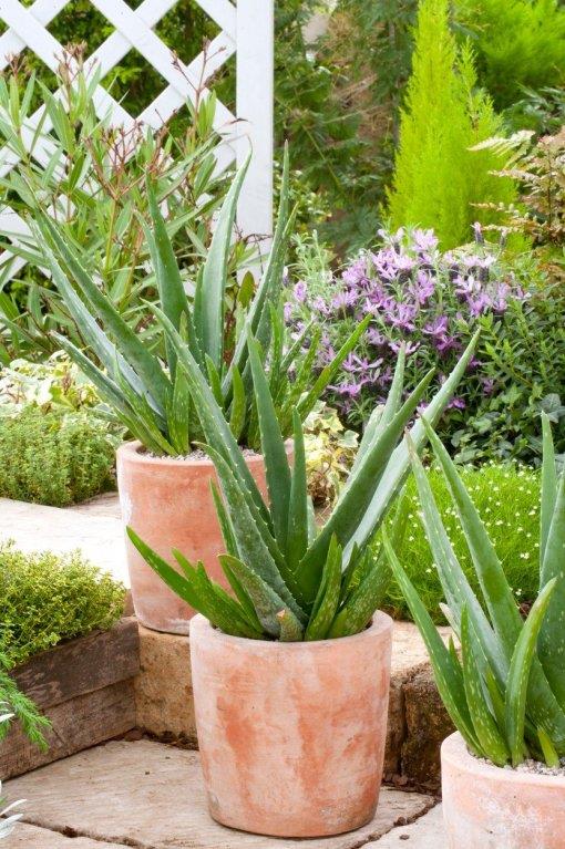 aloe-vera.jpg