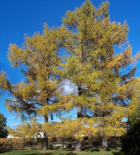 siberianlarch.jpg