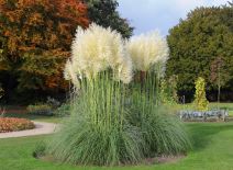 pampas.jpg