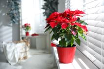 shutterstock-1881415177.jpg