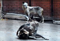 vuk-u-zooloskom-vrtu.jpg