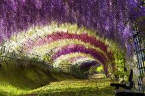 ashikaga-park-cveca-u-japanu.jpg