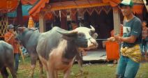 plemetoraja17.jpg