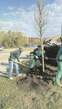 20250116-15-09-42novi-sad-bogatiji-za-31-lipu--sadnja-u-okviru-projekta-zasadi-drvo-doprinosi-u.jpg