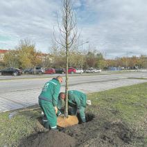 20250116-15-09-35novi-sad-bogatiji-za-31-lipu--sadnja-u-okviru-projekta-zasadi-drvo-doprinosi-u.jpg