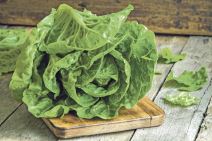 zelena-salata--stockphotoripeorganicgreensaladromanoonacuttingboard249162988.jpg
