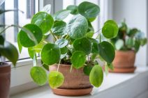 pilea, kinesko drvo novca.jpg
