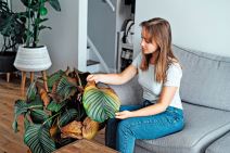 GLAVNA  stock-photo-young-upset-sad-woman-examining-dried-dead-foliage-of-her-home-plant-calathea-houseplants-2216126303 (1).jpg