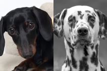 Najagresivniji psi.jpg