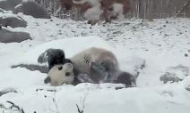 panda-u-snegu.jpg